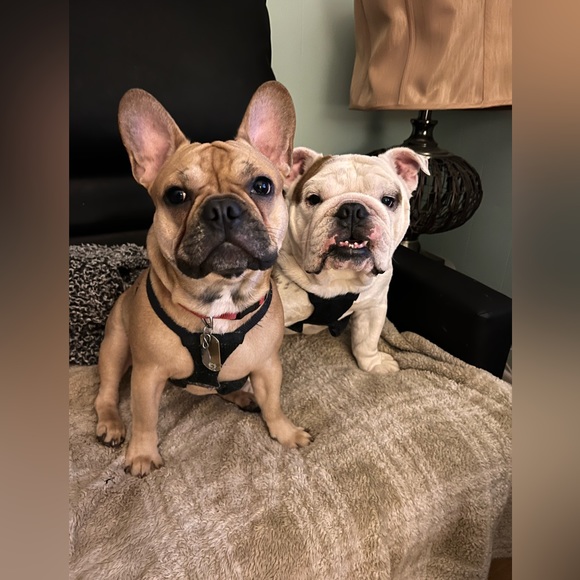 Meet your posher. 🩷💃🏻🥰 - Picture 6 of 11